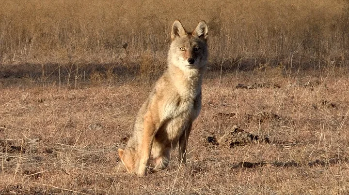2 legged coyote makes it out alive. Night Crew S1E...