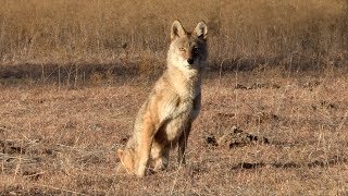 2 legged coyote makes it out alive. Night Crew S1E7 'Gary Bennett'