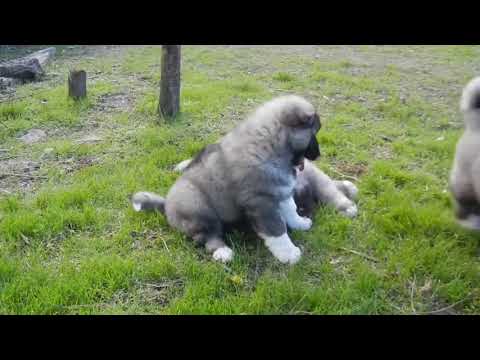 კავკასიური ნაგაზის ლეკვები