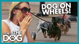 Disabled Sausage Dog Can Walk Again! | It's Me Or The Dog