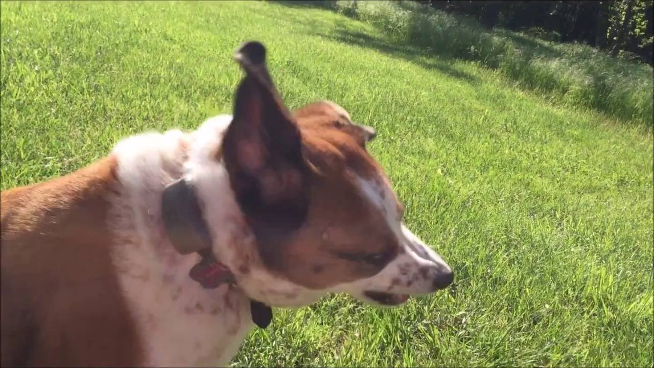 Crazy Dog Diagnosed With Schizophrenia