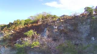 Buzzing the goats in Statia