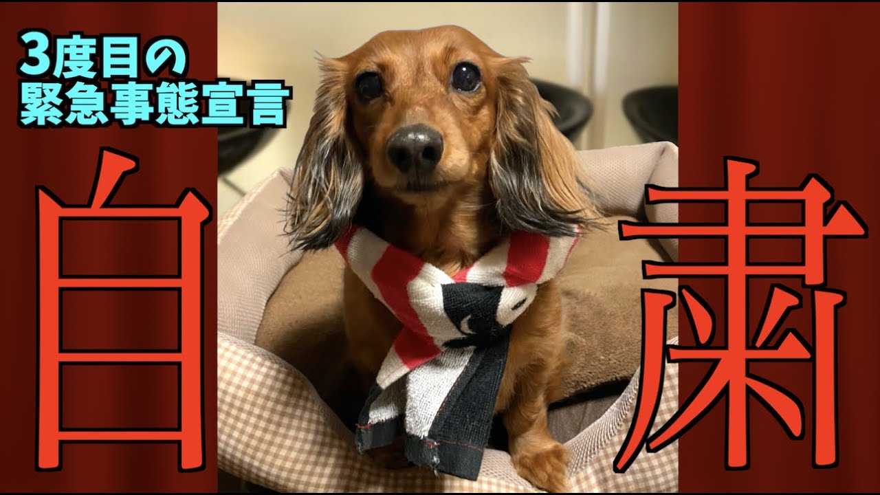 はなちゃん 犬 筑後 弁