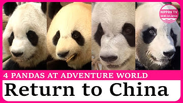 All 4 pandas at Adventure World to be returned to China