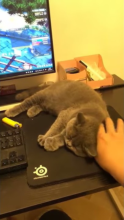 the-master-can-i-play-computer-games-the-cat-no-way-youtube