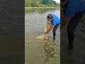 JALA IKAN DI SUNGAI KECIL BANYAK IKAN #SHORTS #JALAIKAN