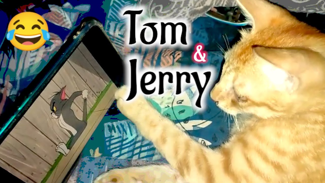 Cat Reaction to Tom & Jerry Cat Watching Tom & Jerry Funny Cat