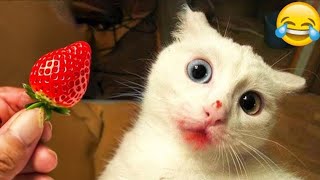 Funny Videos 2024  Cutest Cats Videos 2024 ☺