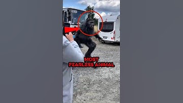 Most Fearless Animals in the World