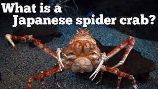 What Is A Japanese Spider Crab Youtube