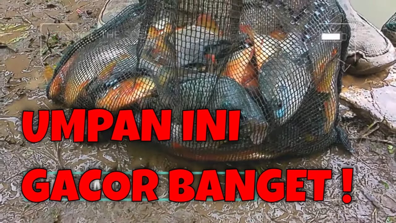 BENAR BENAR PUAS MANCING BORONGAN IKAN BAWAL BABON PAKE UMPAN INI BISA