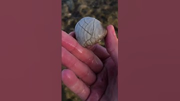 I almost got attacked by a fish here 🐟 #oregon #nature #clam #fossil #animals #theoceanshow#jake_p