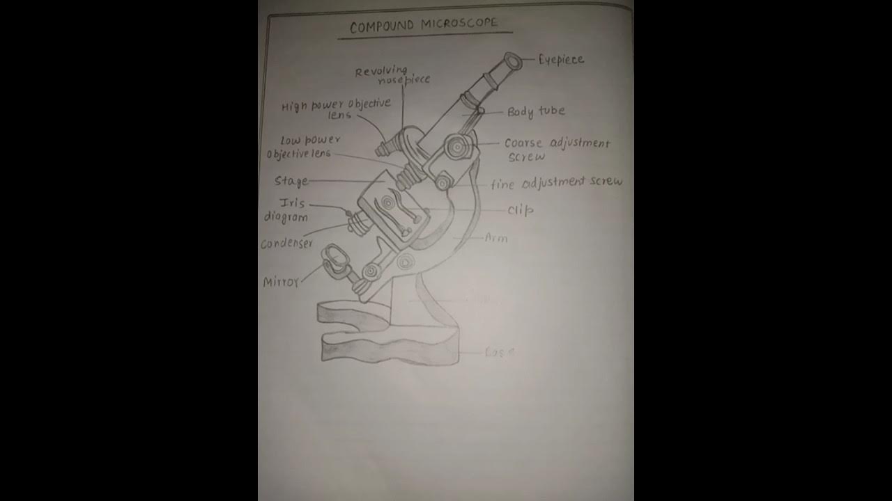 experiment-to-study-different-parts-of-compound-microscope-and-how-to