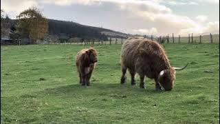 Highland Coos Oct 2025