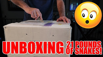 UNBOXING 21 POUNDS OF SNAKES! - Dāv Kaufman Vlogs