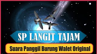 SP Langit Tajam, Suara panggil dan tarik Burung Walet Berkwalitas Dan Jernih. swiftlet sound 2021