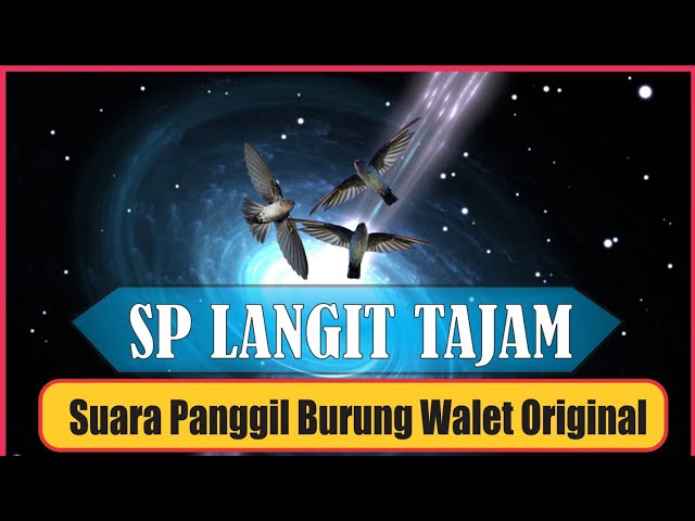 SP Langit Tajam, Suara panggil dan tarik Burung Walet  Berkwalitas Dan Jernih. swiftlet sound 2021 class=