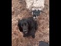 Poor dog dog sheep funny