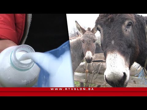 Video: Ključne Faze U Razvoju Mliječne žlijezde: Kraj Pupoljaka Mlijeka Kao Pokretni Organ