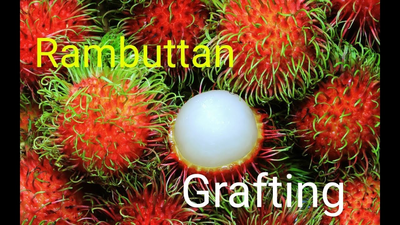 #Rambuthan#Grafting class /#റമ്പുട്ടാൻ ഗ്രാഫ്റ്റിംഗ് പഠനം#