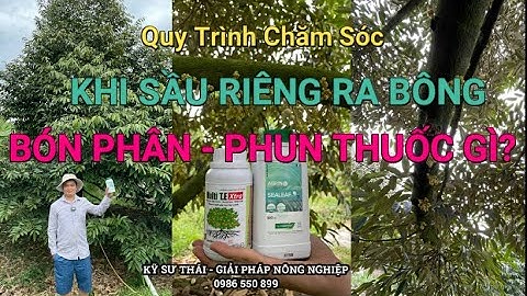 124: Bón Phân - Phun Thuốc Sau Khi Sầu Riêng Ra Bông|Vườn Chị Diệu An Thái Trung|Kỹ sư Thái