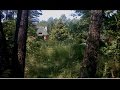Живой лес  Звуки природы  Пасека