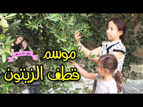 موسم قطف الزيتون مع رغد ورهف فيديو ولا أروع