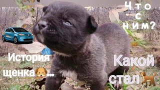 История щеночка🐶которого#Нашли в посадке😥#Повзрослел🐕❤️ by Fatinia Mirgo HouseShow 954,171 views 1 year ago 19 minutes