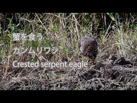 【蟹を食う】カンムリワシ Crested serpent eagle