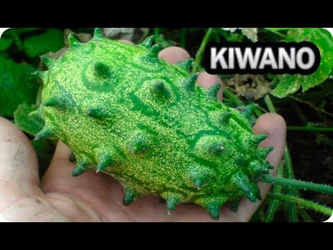 Video: Kiwano (25 Fotos): Cultivo De Pepino Africano A Partir De Semillas. Descripción De La Fruta Del Dragón Verde. ¿Cómo Se Come El Pepino Espinoso? ¿Cómo Plantarlo En Casa?