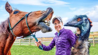 Wild Introduction of our Horse to the Emus