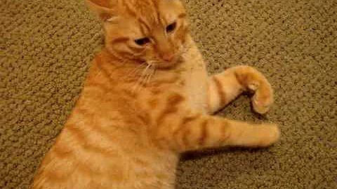 Oliver, An Orange Tabby Cat, Needs A Home! - ADOPT...