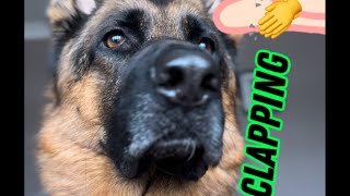 Humans are weird- clapping 👏 🙄🤣🤣