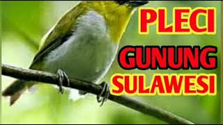 Suara pleci gunung sulawesi