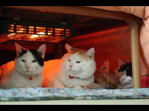 こたつねこLIVE配信　220408