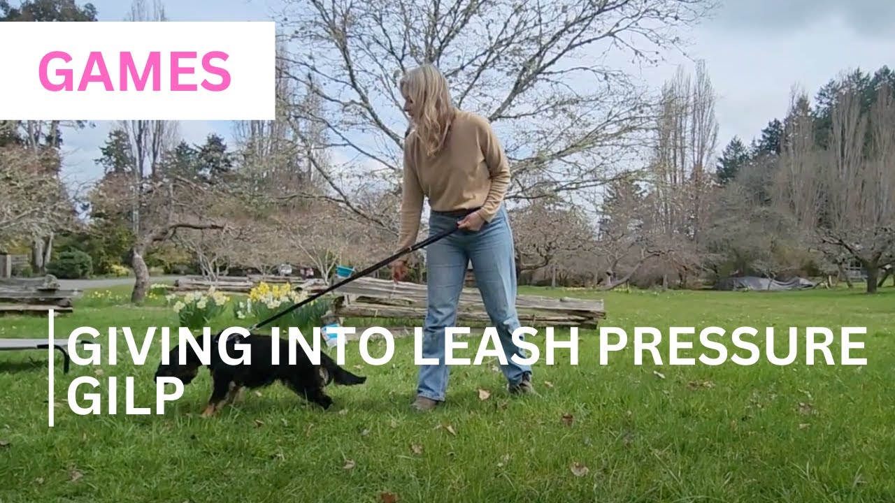 Giving Into Leash Pressure (GILP) YouTube