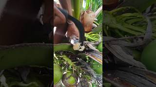 Coconut flower cutting to make wine from Coconut tree 🌴🍷 #wine #coconutwine #coconuttree #coconut