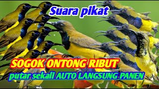 suara pikat sogok ontong jantan panggil betina Anti zonk putar sekali Auto panen ✅✅✅