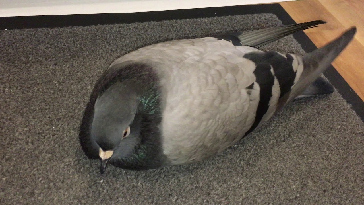 Do Pigeons Like To Cuddle?