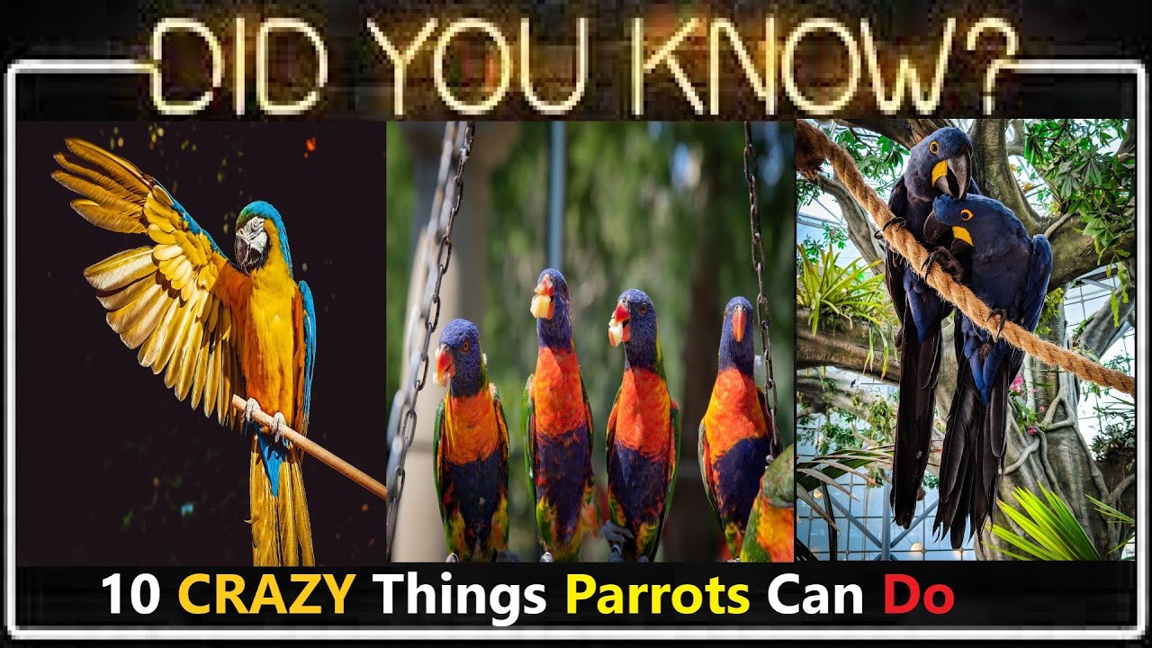 OMG! Uncaged Secrets! You WON'T Believe These 10 CRAZY Things Parrots