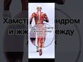 Хамстринг синдром и боли между лопаток #хамстрингсиндром #anatomy #doctor #массаж