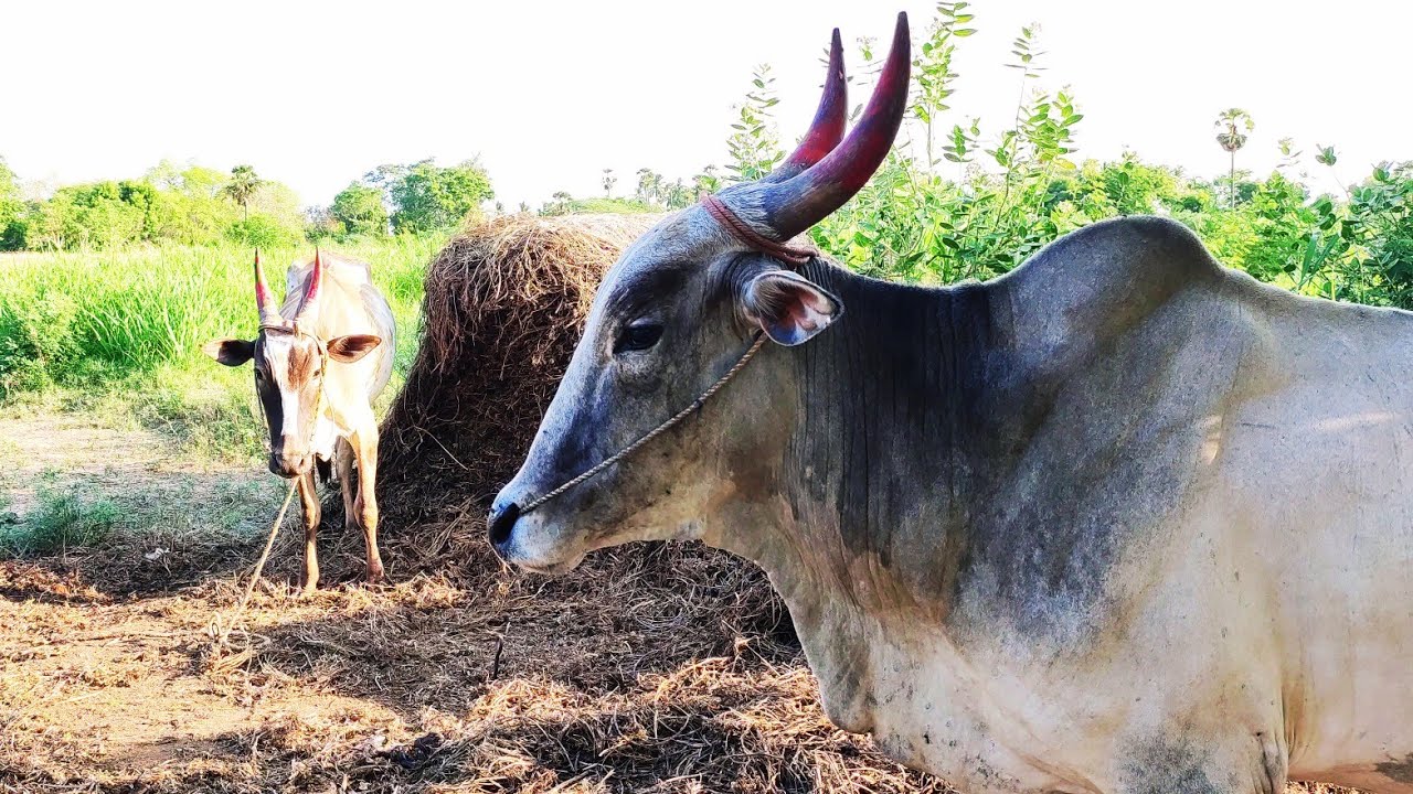 small age Bullock for sale | Bullockcart heavy load | Bullock working style | cowvideos | ploughing