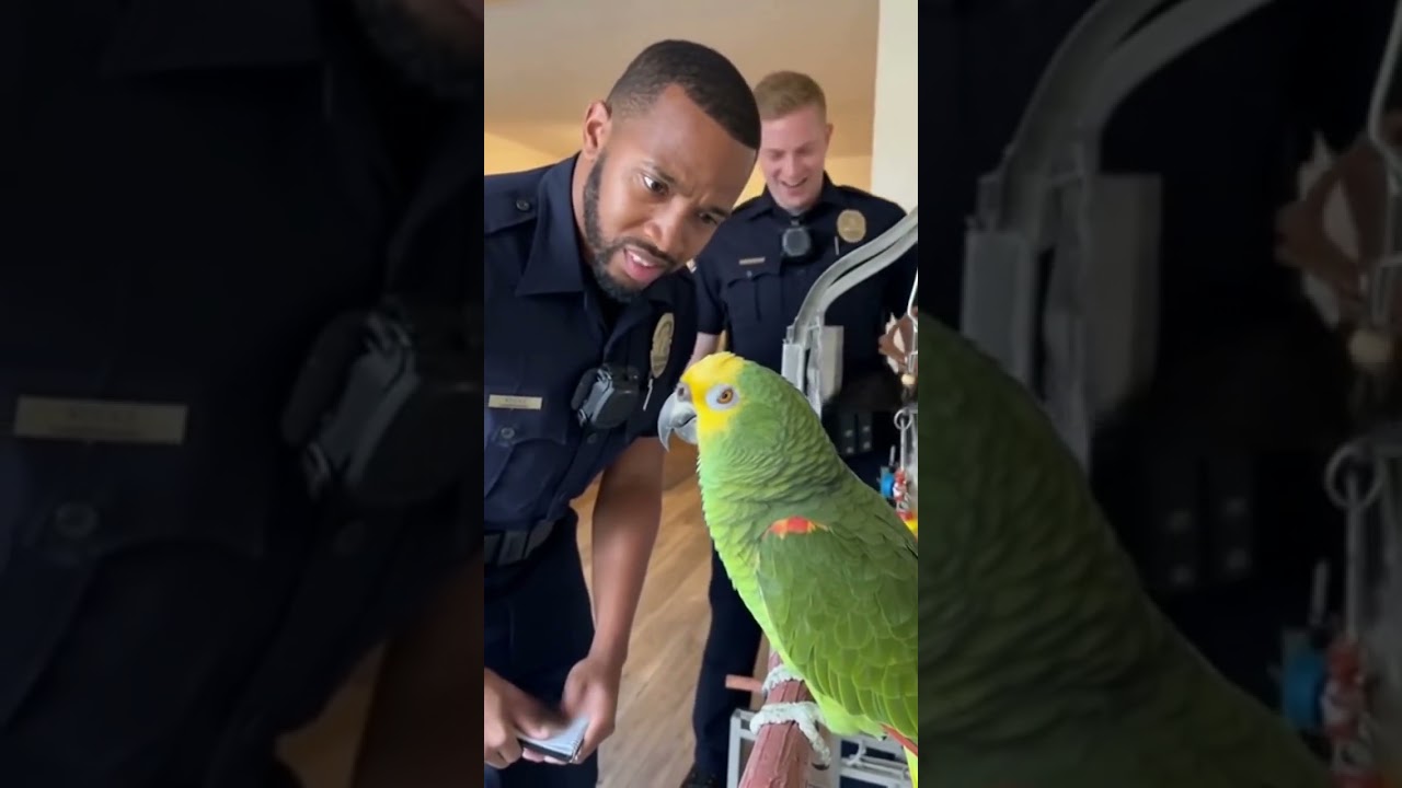 Этот умный попугай вас удивит! 