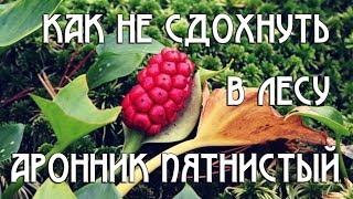 КАК НЕ СДОХНУТЬ В ЛЕСУ! АРОННИК ПЯТНИСТЫЙ