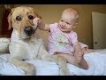 Собаки и дети, лучшие друзья | Часть 3 | Dogs and Baby, the best video