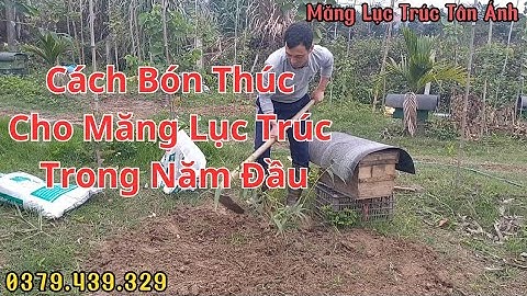 Hướng dẫn cách bón thúc lần 1 cho măng tre lục trúc trong năm đầu