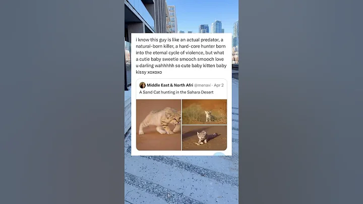 Watch the video about A sand cat hunting in the Sahara desert