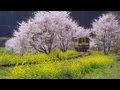 菜の花と桜と「いすみ鉄道」 Isumi Railway ( Shot on RED EPIC )