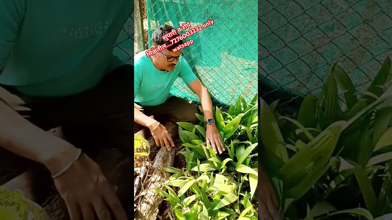 सुपारी रोपे मिळतील l Areca nut l सुपारी लागवड