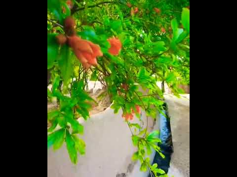 کوچه باغهای زیبای باغ شهر تفت استان یزد